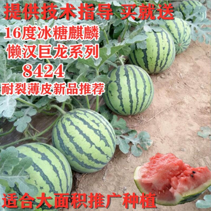 悦芳华西瓜苗秧嫁接8424西瓜苗麒麟西瓜早熟春季种植西瓜苗阳台盆栽瓜苗报价 参数 图片 视频 怎么样 问答 苏宁易购