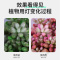 苏宁放心购 全光谱多肉补光灯LED植物灯育苗植物生长灯泡家用上色灯