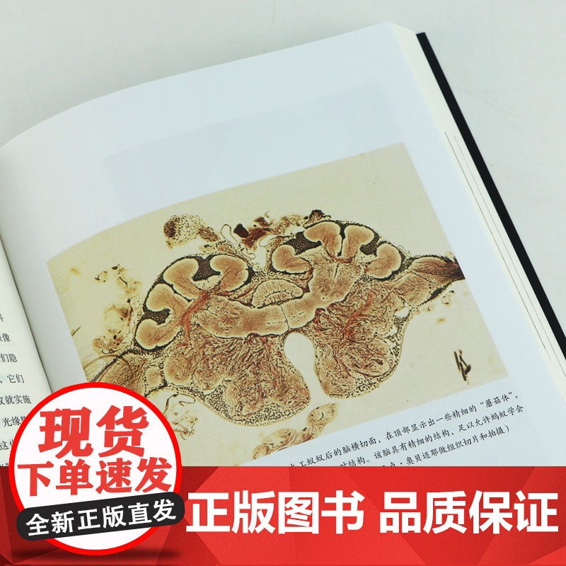 蚂蚁的故事 全方位讲述蚂蚁进化历程 蚂蚁习性 蚂蚁社会诞生 通过蚂蚁社会反观人类社 昆虫科普图鉴高清大图