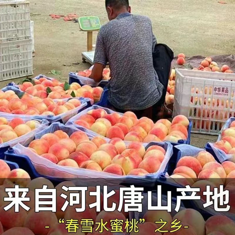 [新上市]新鲜水蜜桃春雪水蜜桃 3斤 桃子 新鲜水果 生鲜水果 陈小四水果 特产