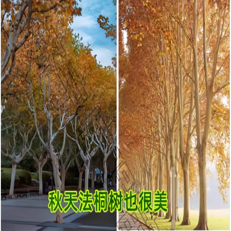 诚智旺 法桐 6公分粗/棵高清大图