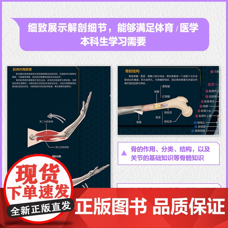 人体肌肉与骨骼解剖挂图 人邮体育解剖图谱编写组 人民邮电出版社 正版书籍高清大图