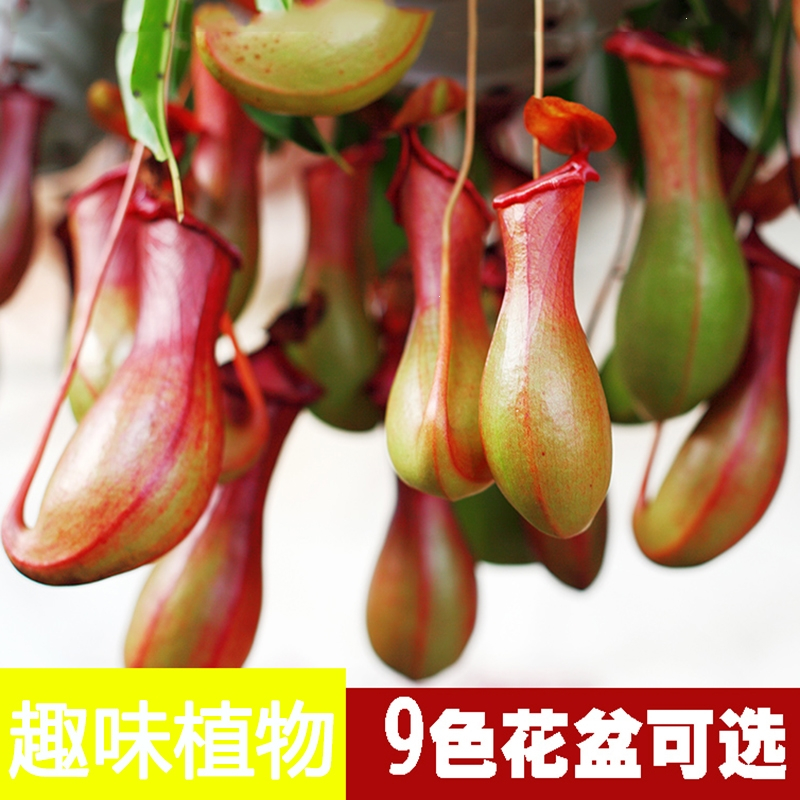 古达鲜花绿植猪笼草植物盆栽垂吊食虫草捕蝇草吊兰驱蚊绿植创意送礼趣味花卉古达绿植 价格图片品牌报价 苏宁易购凯特多园艺专营店