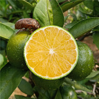 苗家十八洞 秭归青皮蜜橘9斤装 单果果径50-55mm左右 新鲜水果酸甜多汁