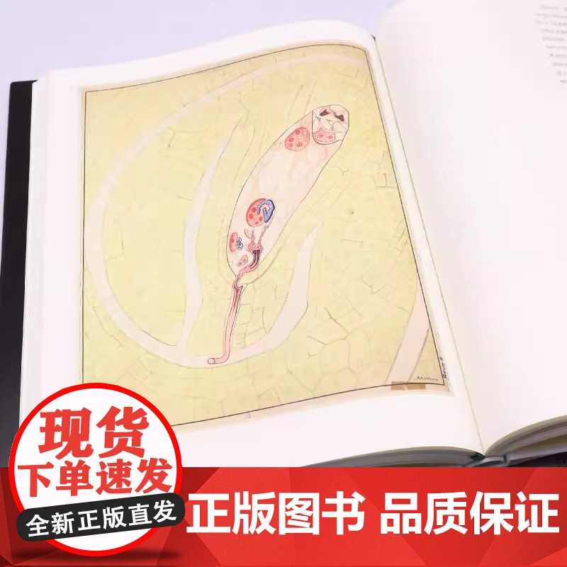[央视网]植物挂图 科学发展黄金阶段的艺术 120余幅精美挂图 解读多姿多彩的植物世界 精巧描绘植物生命的奥秘 HW高清大图