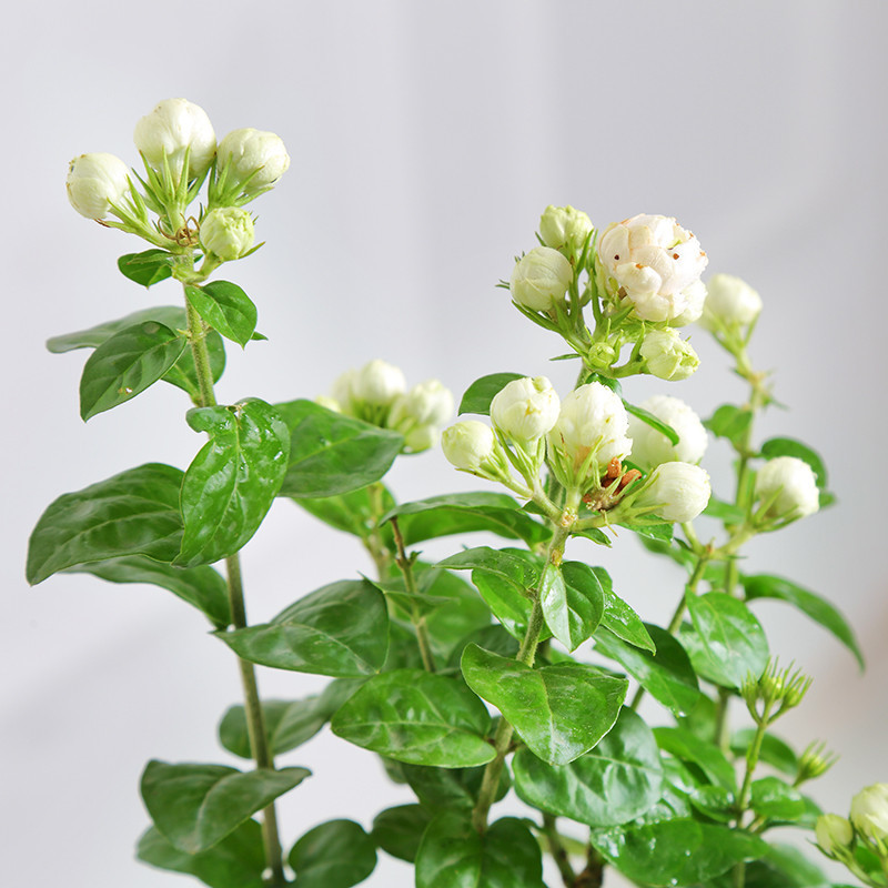 茉莉花盆栽植物室内植物办公室绿植芳香驱蚊净化空气四季花卉盆景-菊花茉莉(加仑盆)