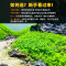 爬地矮珍珠前景水草植物日本水下叶鱼缸造景水培真草古法养鱼趴地