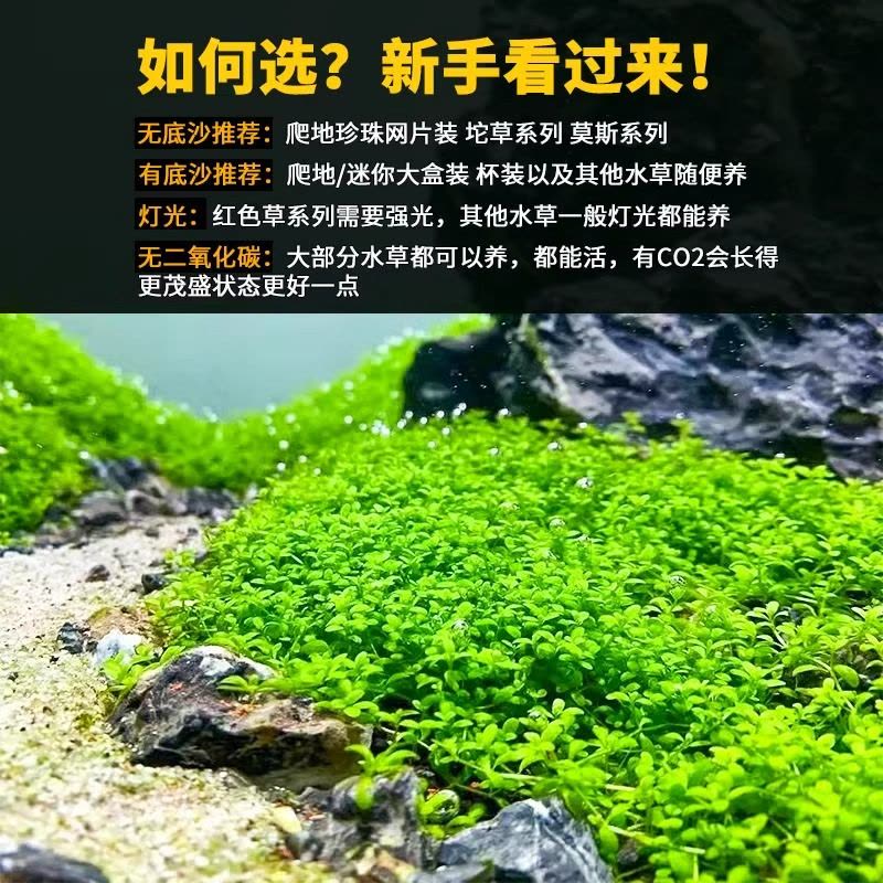 爬地矮珍珠前景水草植物日本水下叶鱼缸造景水培真草古法养鱼趴地图片