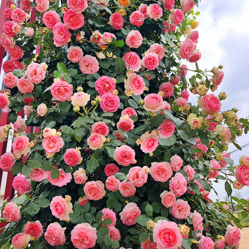 藤本月季花苗粉色龙沙宝石蔷薇花苗爬藤四季开花庭院植物花卉盆栽