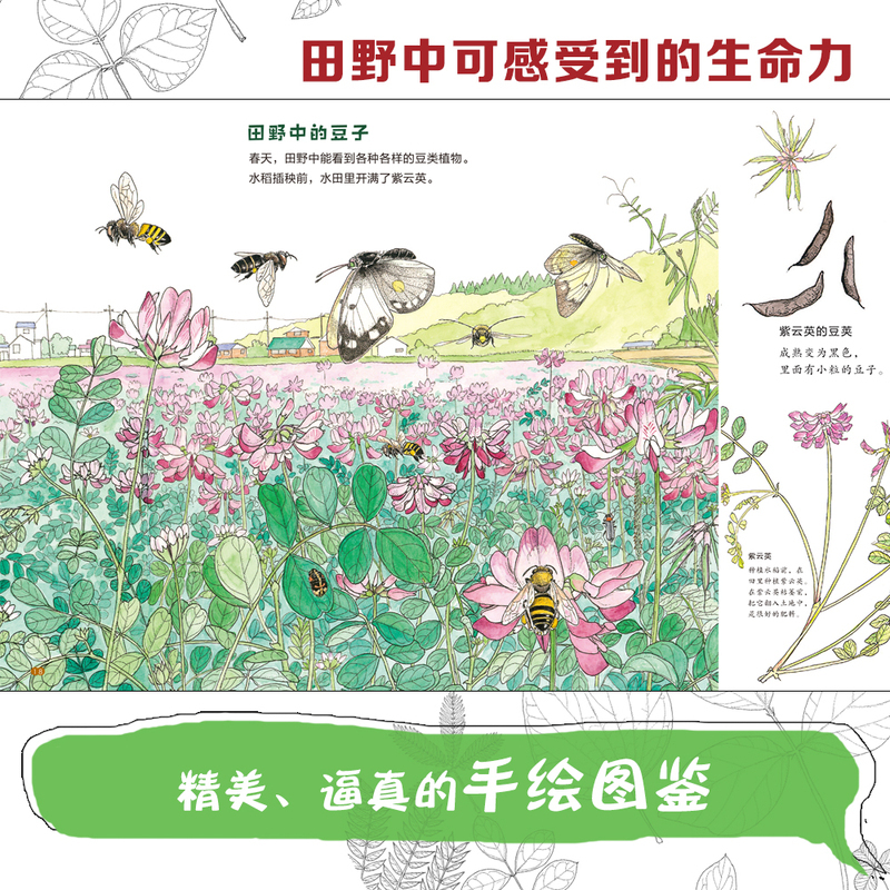 [全2册]神秘的蟑螂图鉴+神奇的种子图鉴 [正版]生命的力量神秘的蟑螂图鉴神奇的种子图鉴 自然科学绘本昆虫百科知识启蒙书
