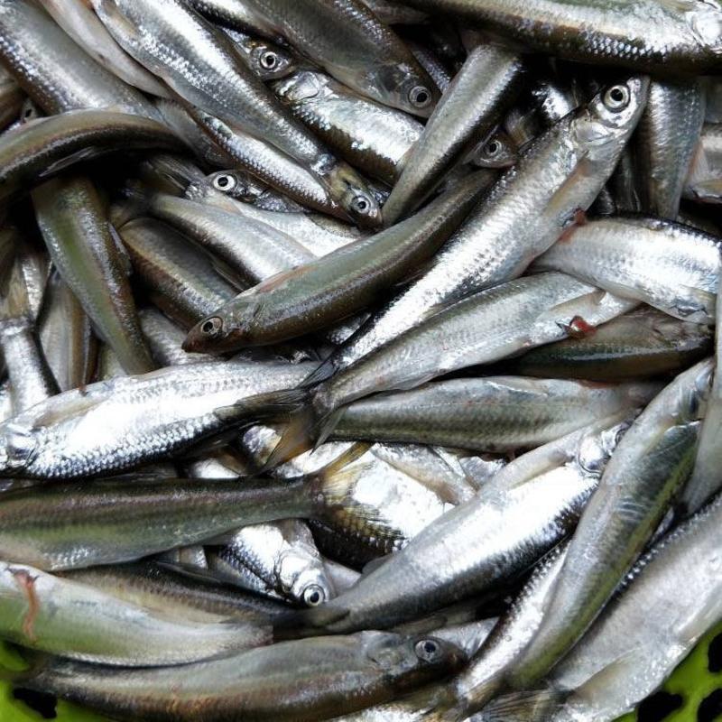 赛卡伊白条川条刁子鱼淡水鱼翘嘴鱼现捞现杀去肠冷链发货一斤中小号