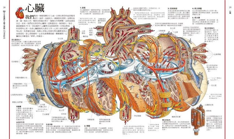 [正版] DK不可思议的人体大探险3D透视版横向剖面×透视拉页 22 理查.普雷特 和平国际 进口原版高清大图
