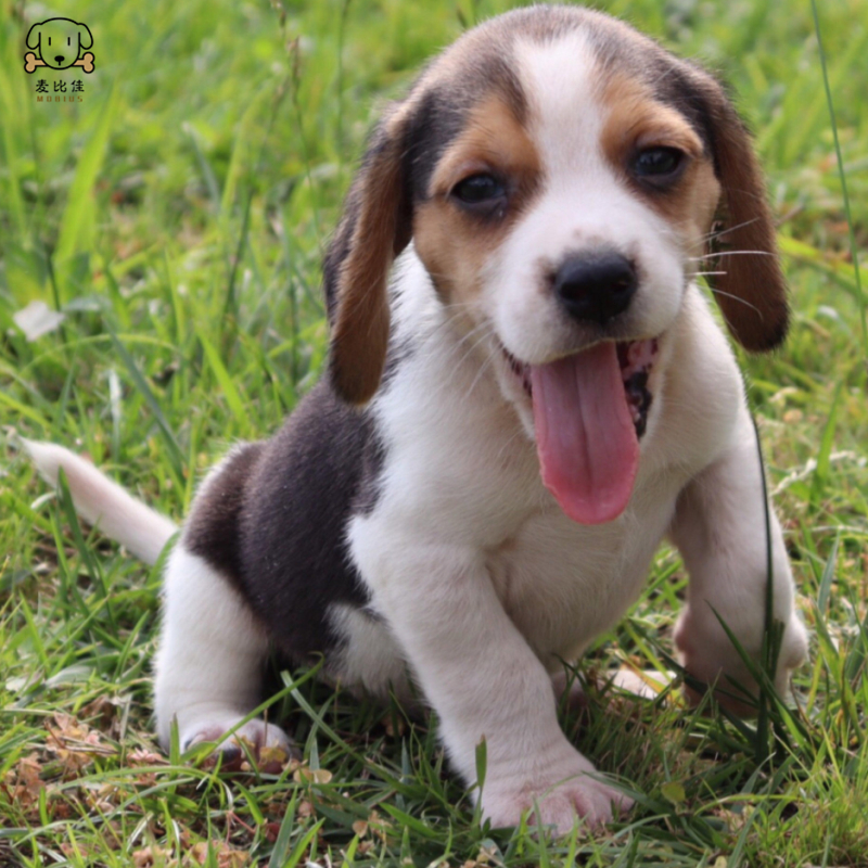 比格犬幼犬宠物狗比格犬狗狗活体纯种双血统短毛猎兔犬比格鲁中小型高