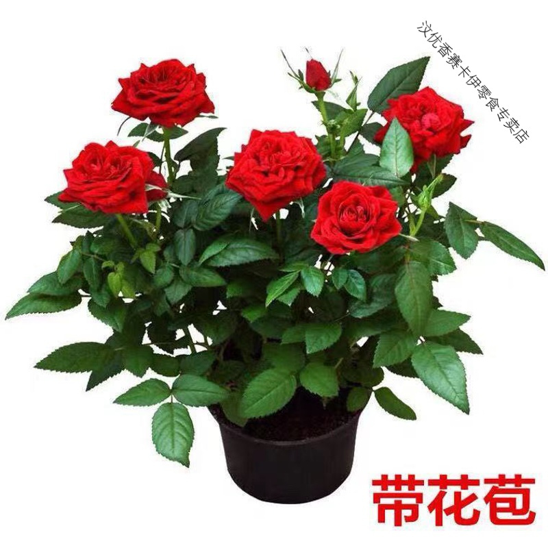 玫瑰花苗带花苞四季开花好养易活绿植物盆栽室内外阳台花卉月季