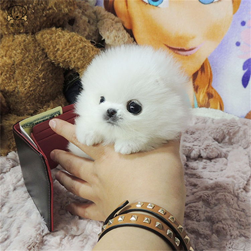 麦比佳狗狗活体 纯种博美犬幼犬活体宠物狗狗哈多利系球体博美狗 玩具型博美犬 茶杯犬长不大博美日系俊介犬高清大图