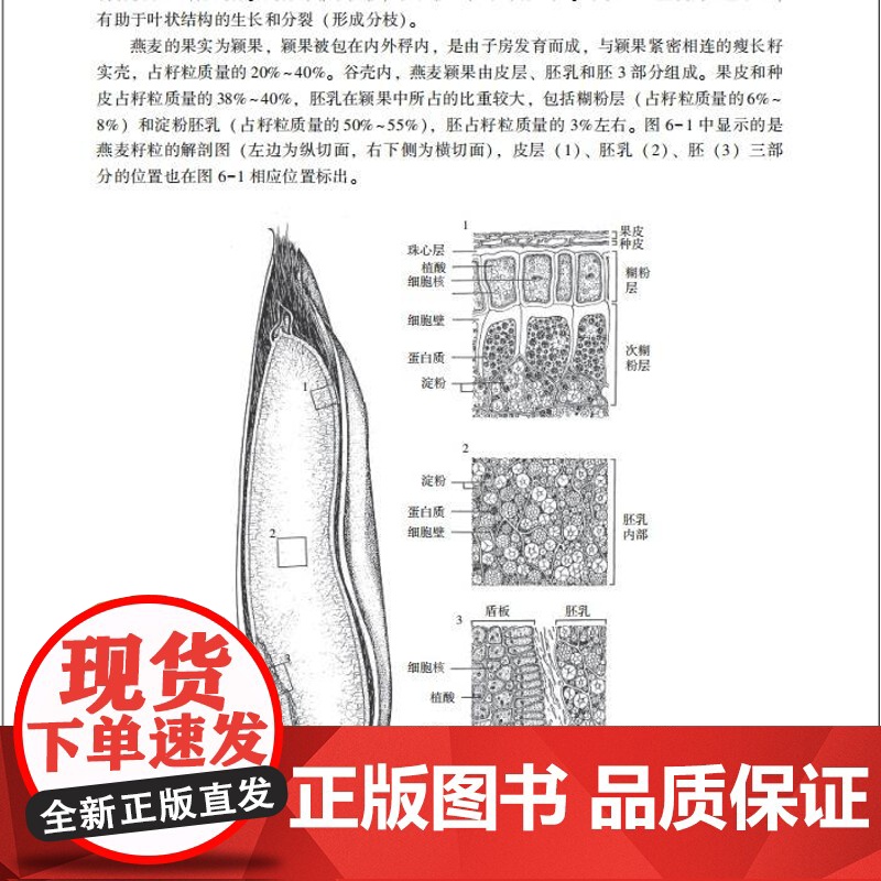 教材.全谷物原料学中国轻工业十四五规划教材/高等学校食品营养与健康专业系列教材仇菊李再贵主编出版年份2024年最新印刷2高清大图