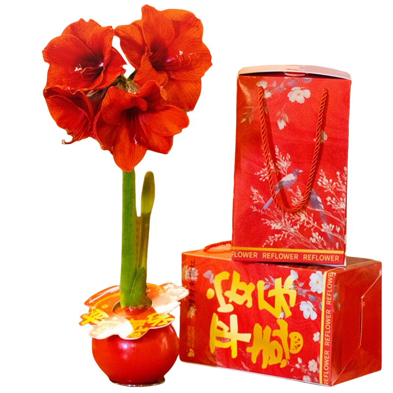 蝴蝶兰盆栽花卉新年装饰 [朱顶红蜡球]礼盒款-红狮高清大图