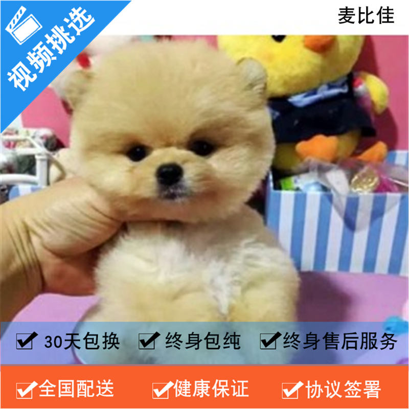 麦比佳 纯种哈多利系球体博美犬幼犬俊介 茶杯博美犬 日系俊杰双血统长不大的茶杯狗白色博美犬 赛级博美犬活体日系纯种俊介犬高清大图