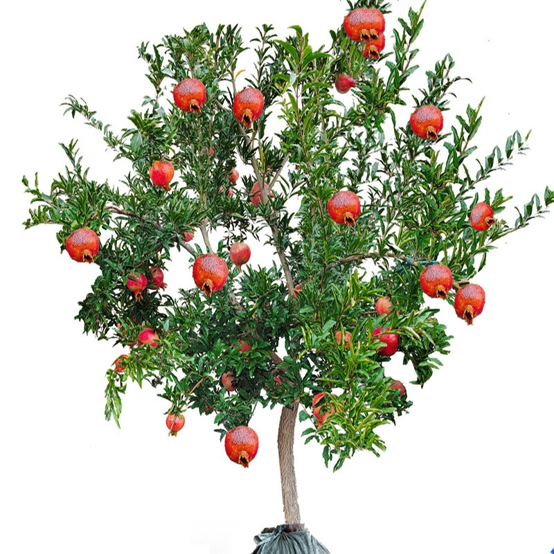 回固石榴树树苗特大突尼斯软籽石榴苗盆栽带土南北当年结果石榴苗庭院