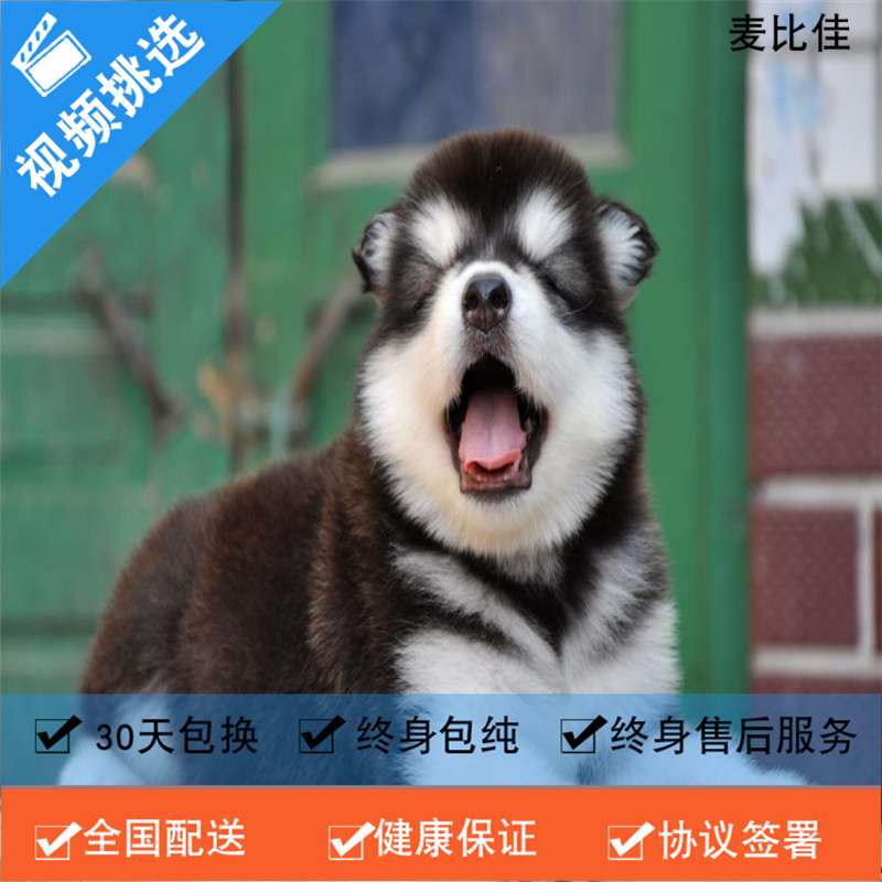 麦比佳 纯种巨型阿拉斯加幼犬活体宠物 熊版十字脸阿拉斯加雪橇犬 双血统烟灰色桃脸阿拉斯加幼崽 大型犬阿拉斯加活体宠物狗狗