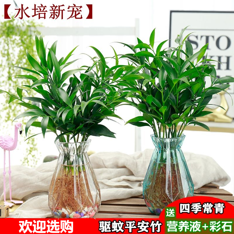 水培新宠驱蚊竹富贵竹水养水培植物室内客厅绿植花卉盆栽四季常青报价 参数 图片 视频 怎么样 问答 苏宁易购