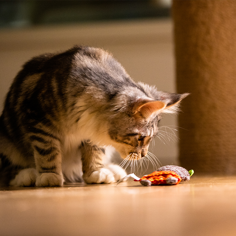 贵为猫草玩具益智宠物玩具猫玩具可添加猫草袋猫咪上头玩具
