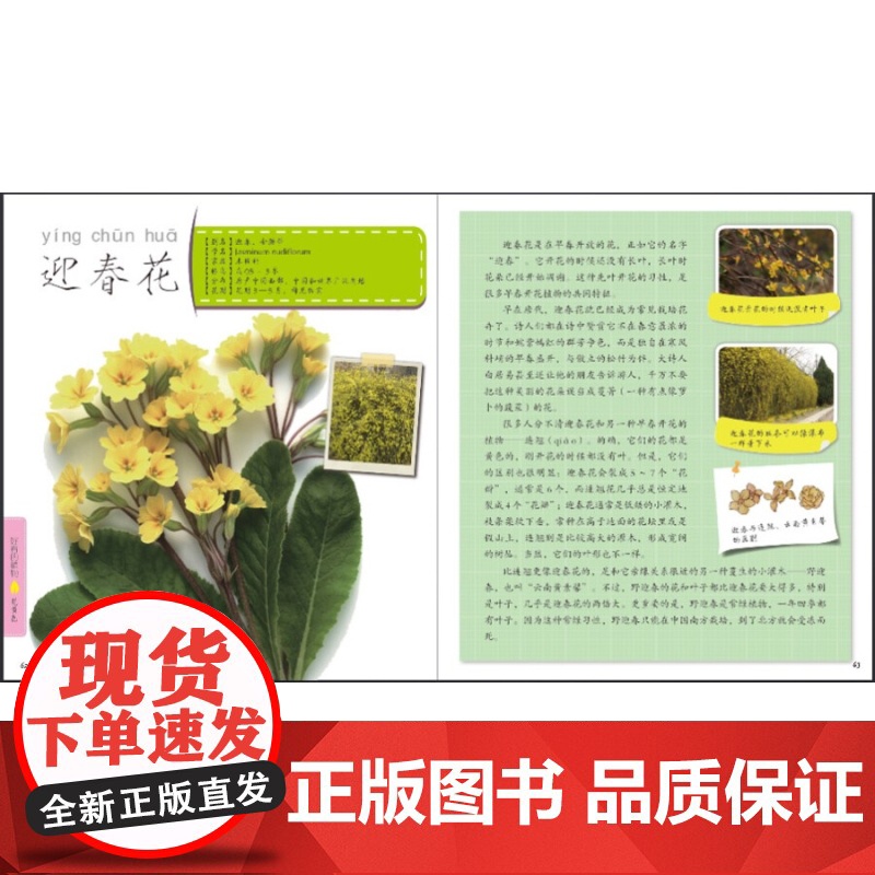 好看的植物 发现植物 科普读物 植物百科 少年儿童出版社高清大图