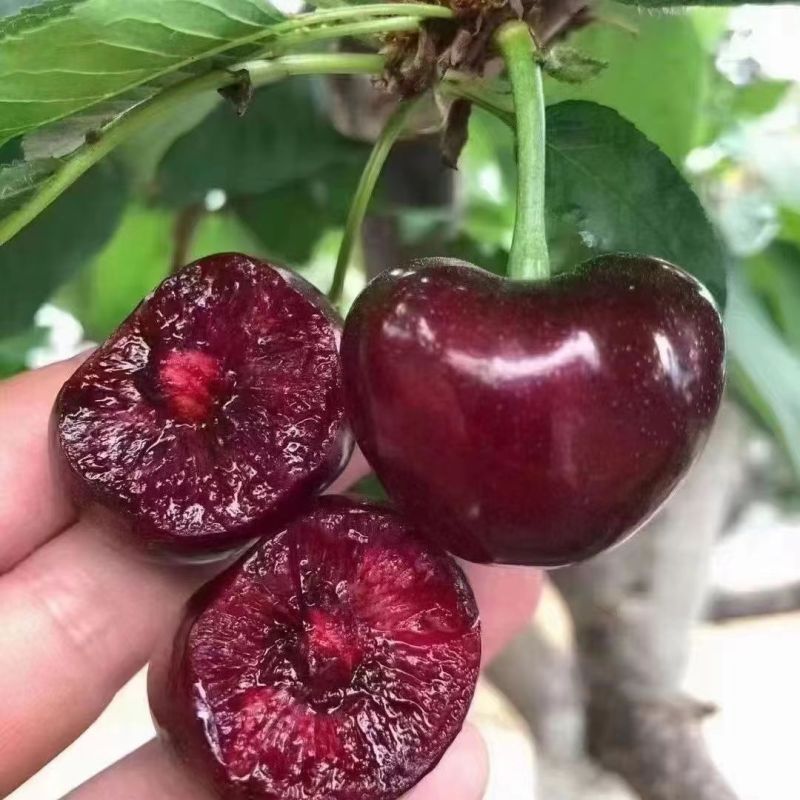 大连美早大樱桃1斤2斤3斤装现摘现发顺丰速运纯甜口感脆爽无酸车厘子