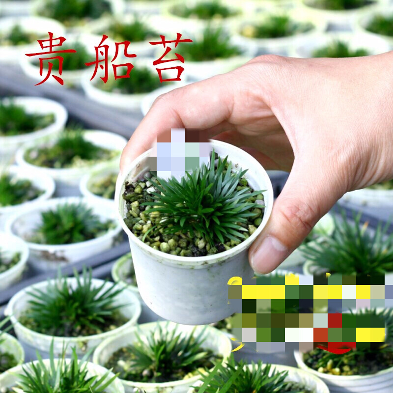 菖蒲 菖蒲微型盆景金钱贵船苔金姬蝉小川虎须随手香绿植盆栽m5 五年贵船苔老桩 带盆栽好