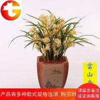 兰花 [富山奇蝶] 建兰四季兰 兰花苗 浓香花卉室内客厅盆栽绿植