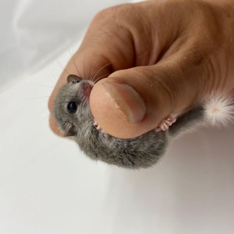幼崽包健康无赠品宿舍儿童小型宠物好养活可爱小宠西班牙睡鼠拇指鼠