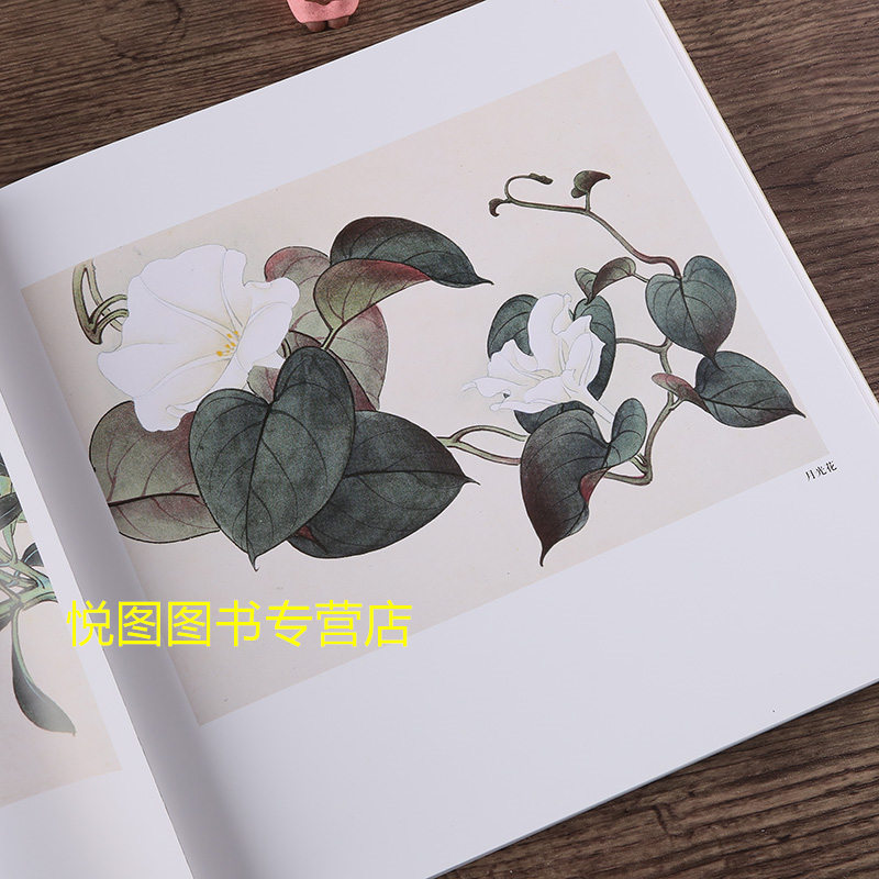 [正版]百花工笔画集 田世光 于非闇 俞致贞绘 荣宝斋出版 工笔花鸟花卉白描图集作品集 附编工笔白描花卉 勾勒花卉法 花高清大图