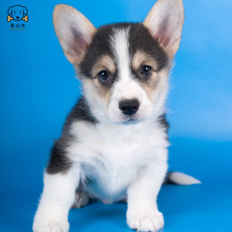 麦比佳柯基犬活体狗狗幼犬纯种双血统级短腿小柯基双色三色公母可选包健康柯基狗小型宠物狗 空运直达视频挑选高清大图