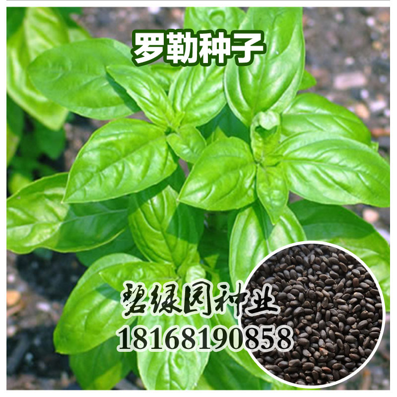 子喧大叶罗勒台湾九层塔种子叶可食用金不换种子可做调料香种子
