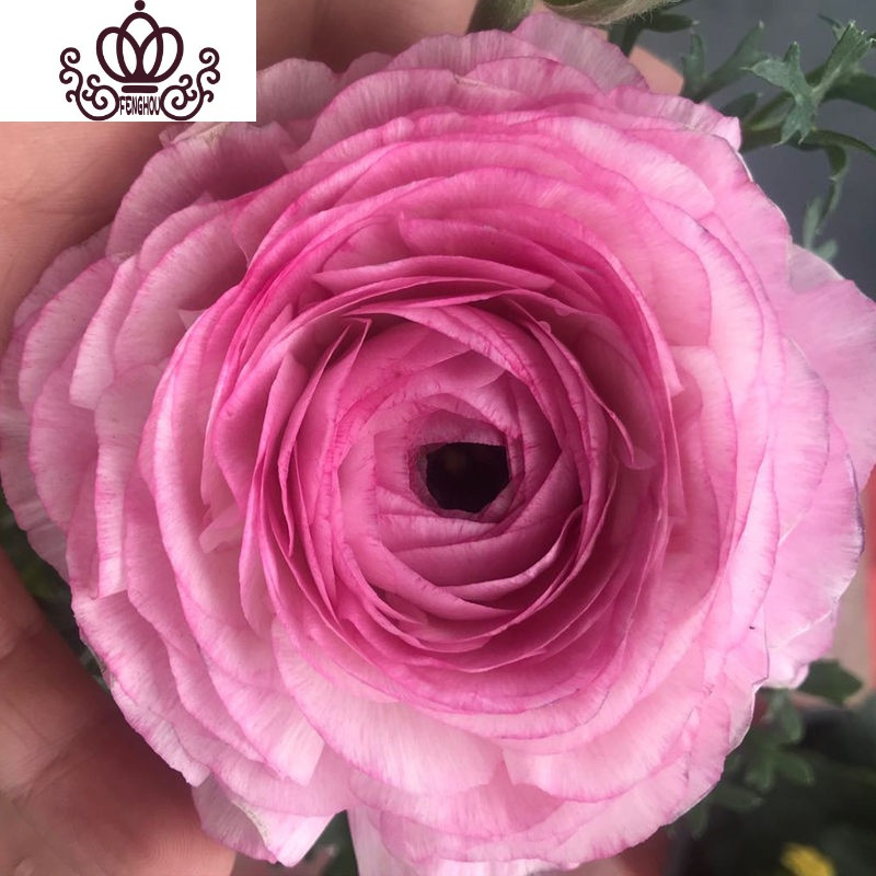 封后阳台庭院室内盆栽花卉芹叶牡丹洋牡丹花毛茛球根花卉四季开花植物浅色复色不含盆图片 高清实拍大图 苏宁易购