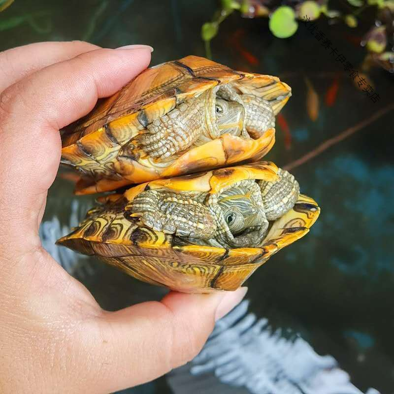 黄金巴西一对大乌龟活体巴西龟宠物龟家养超大黄金乌龟小批发1011cm