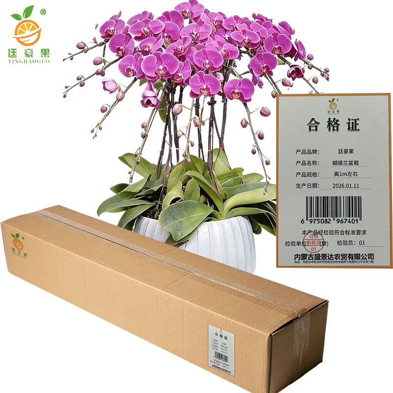 廷豪果 蝴蝶兰盆栽 高1m左右 盆高清大图