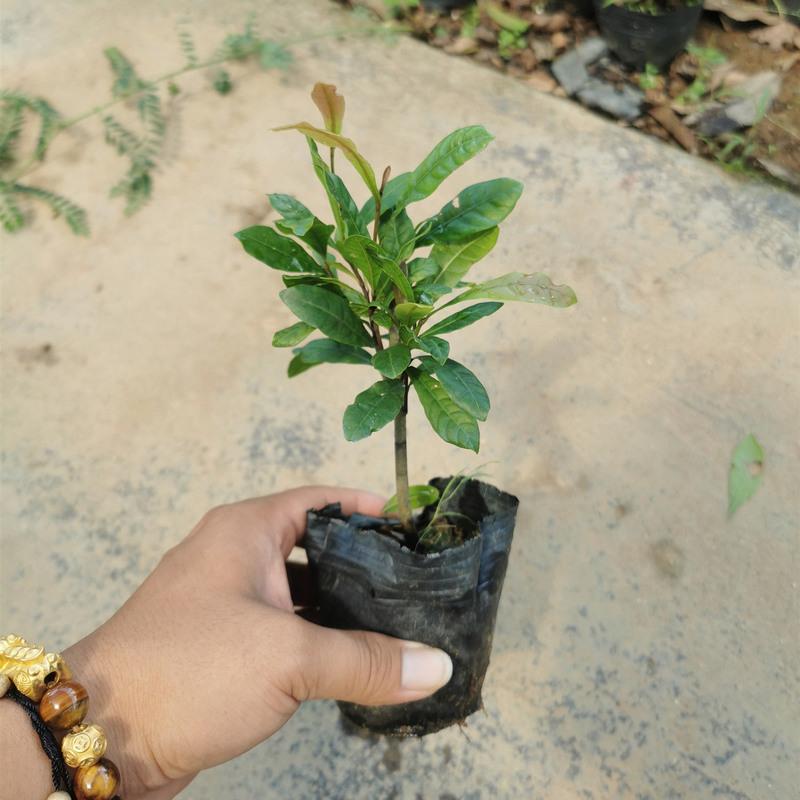 神秘果树苗四季开花当年结果变味果盆栽果树带叶带花带果包活1年苗15