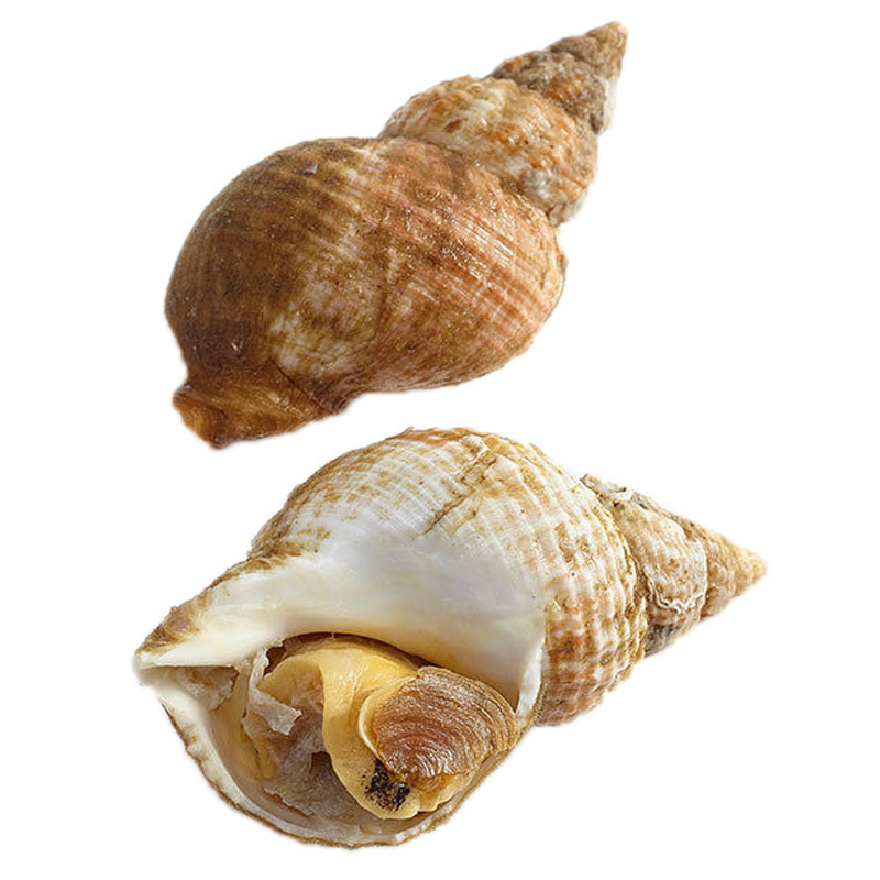 渔鼎鲜新鲜熟冻爱尔兰白螺500g北峨螺翡翠螺海螺新鲜无沙海产冷冻