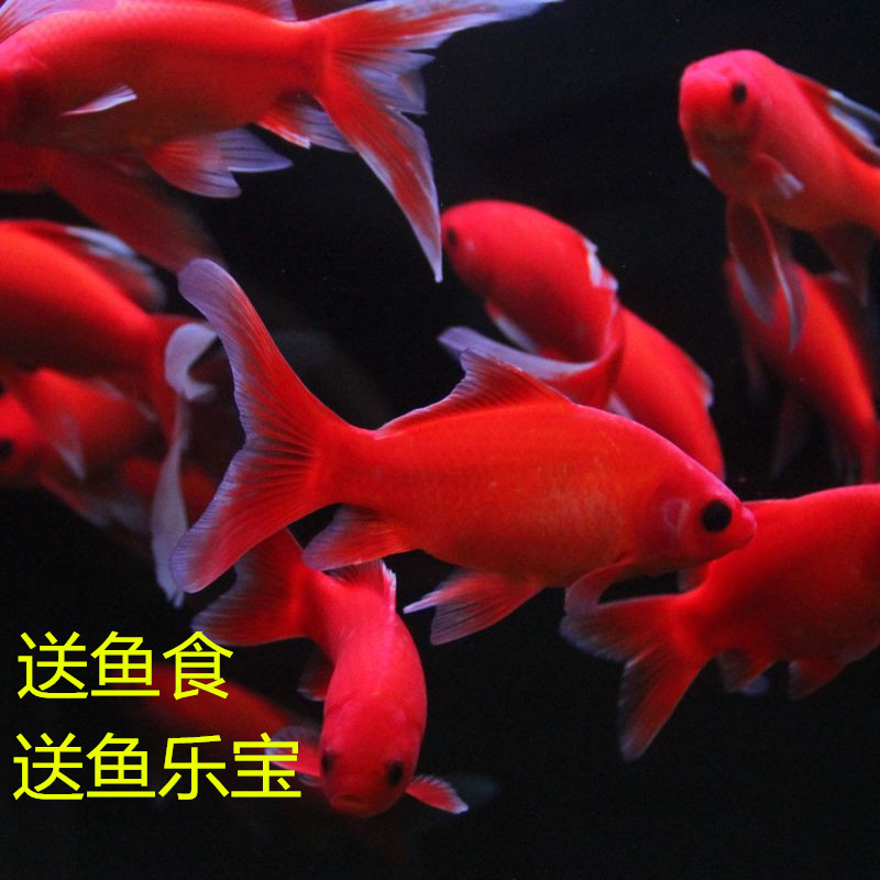 宠弗观赏鱼冷水血鹦鹉鱼好养锦鲤草金黑眼活鱼金鱼小鱼小型淡水鱼参数配置 规格 性能 功能 苏宁易购 宠弗观赏鱼冷水血鹦鹉鱼好养锦鲤草金黑眼活鱼金鱼小鱼小型淡水鱼参数配置 规格 性能 功能 苏宁易购