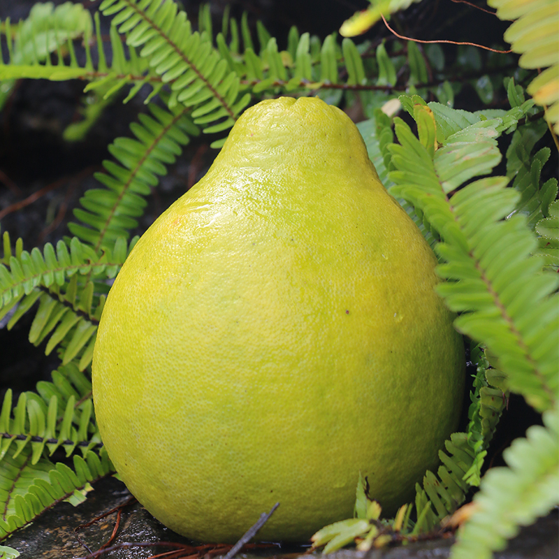 客来客往(kelaikewang) 梅州沙田柚 广东金柚柚子 20