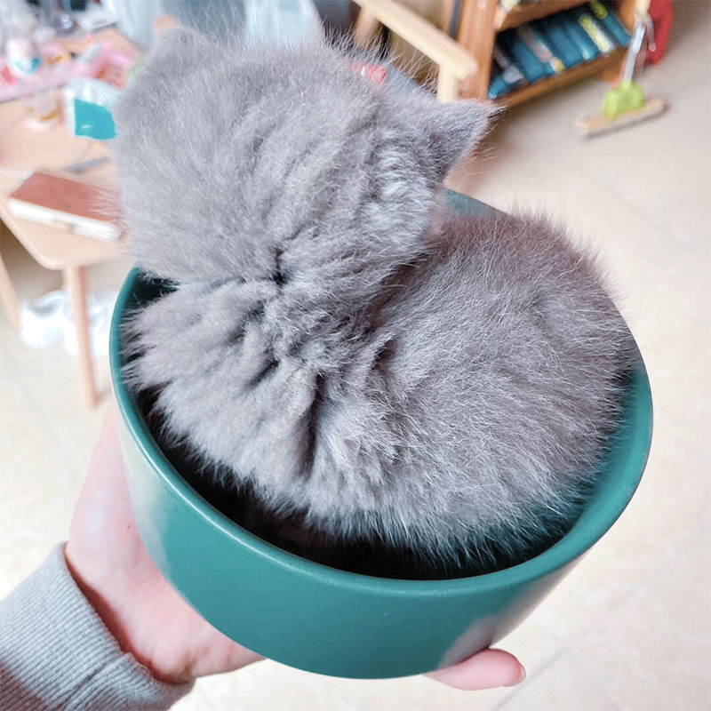 猫碗双碗陶瓷狗碗猫咪食盆饭盆狗狗喝水猫粮碗宠物用品实木防打翻高清大图