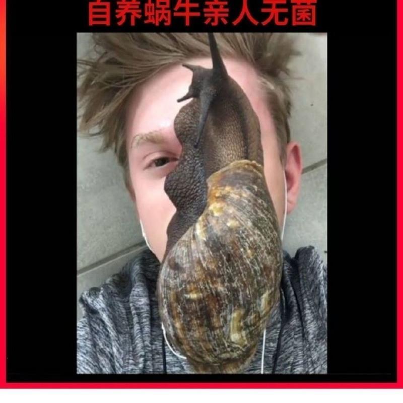 2-4厘米1只送1只备损 仅蜗牛 非洲大蜗牛蜗牛活物巨型蜗牛活蜗牛巨型褐云玛瑙蜗牛懒人饲养宠物