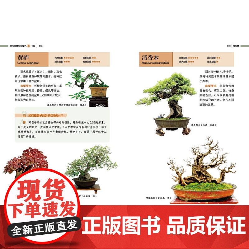 [店]树木盆景制作技艺七日通 园艺盆景造型高清大图