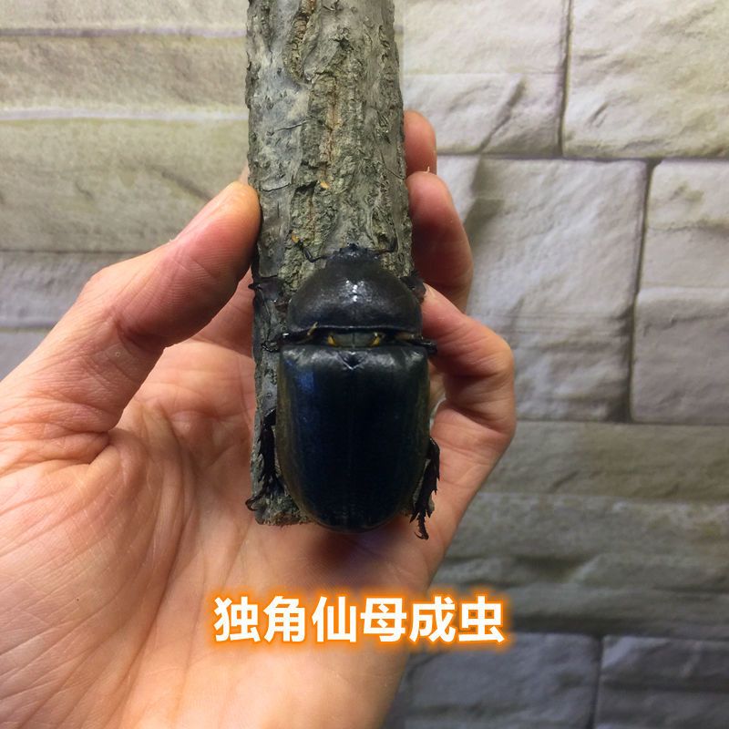 独角仙甲虫宠物成虫幼虫姬兜巨型超大兜虫花金龟活体锹甲长戟战神仙母