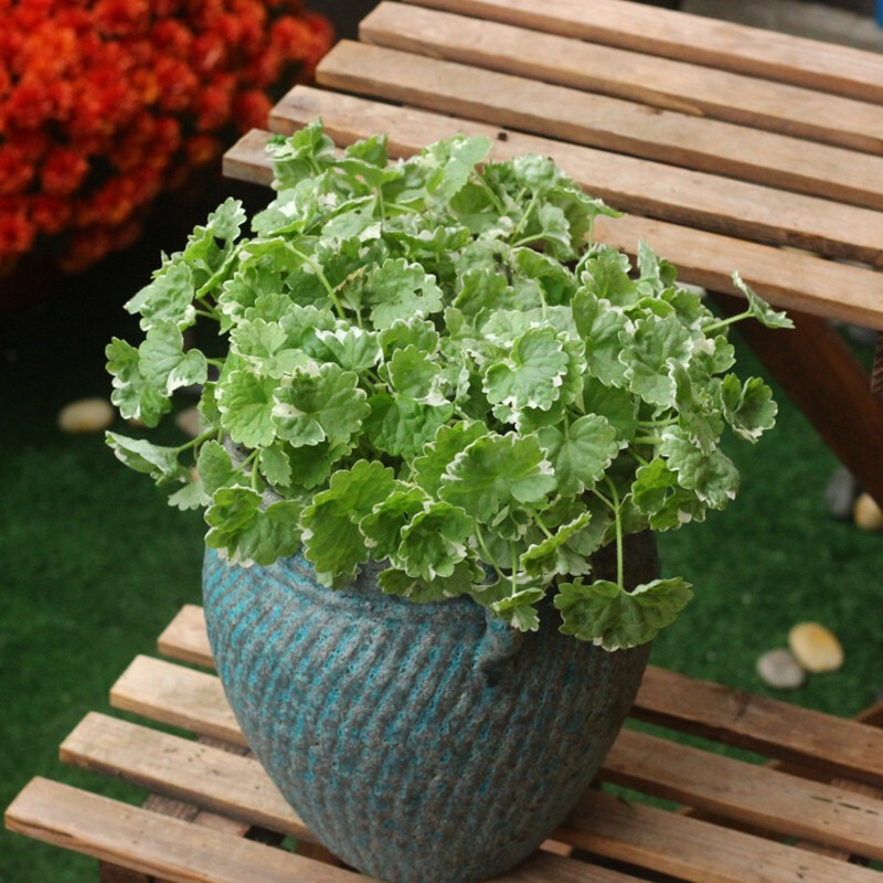 子暄花叶活血丹花卉盆栽花园植物花境搭配庭院花卉绿植花叶活血丹150