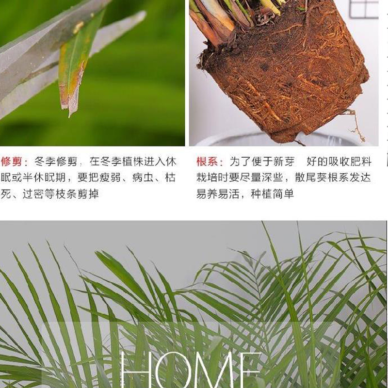 诗樱大型植物散尾葵植物盆栽室内凤尾竹花卉绿植办公室客厅净化空气高清大图