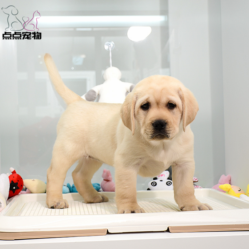 【点点宠物】宠物狗狗拉布拉多犬幼犬 纯种血统级短毛拉布拉多导盲犬 赛级大骨架高智商拉布家养宠物狗狗 可视频挑选包健康高清大图