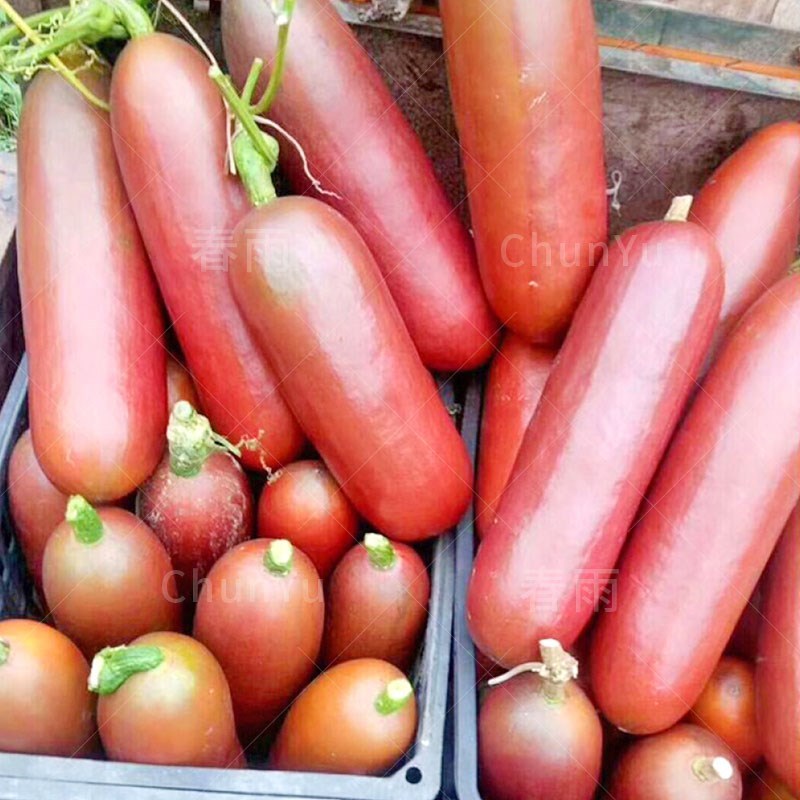 南美香如蜜火腿甜瓜种籽薄皮香瓜羊角蜜四季春季蔬菜水果种子种孑