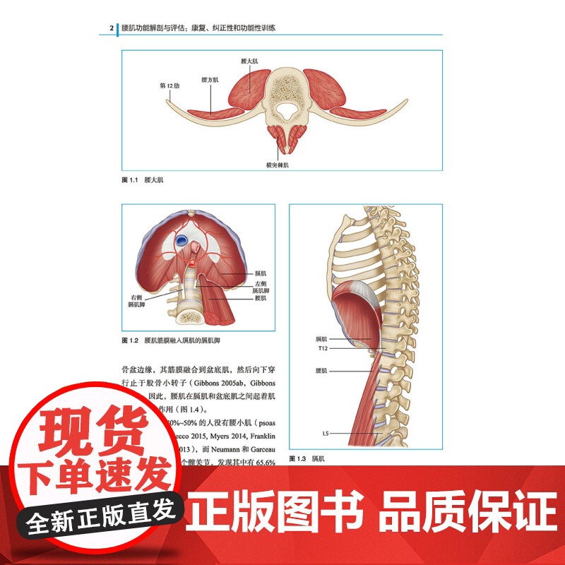 腰肌功能解剖与评估 康复纠正性和功能性训练 张志杰刘春龙朱毅译北京科学技术出版社李哲直播高清大图